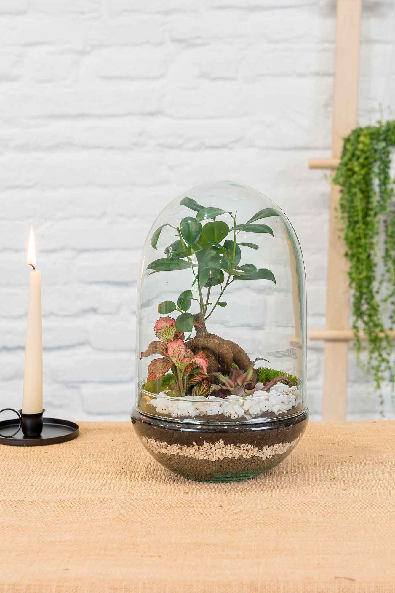 Terrario plantas Polaina (30x19cm)