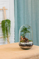 Terrario plantas Polaina (30x19cm)