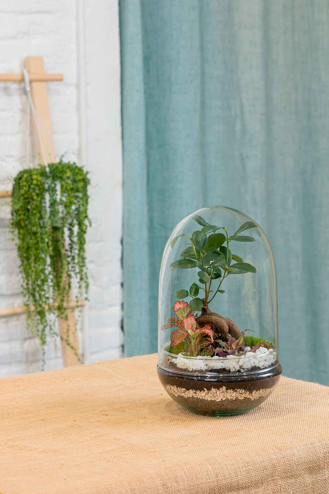 Terrario plantas Polaina (30x19cm)