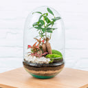 Terrario plantas Polaina (30x19cm) - La Plantisserie