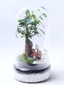 Terrario plantas Tall (37x20cm)