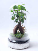 Terrario plantas Tall (37x20cm)