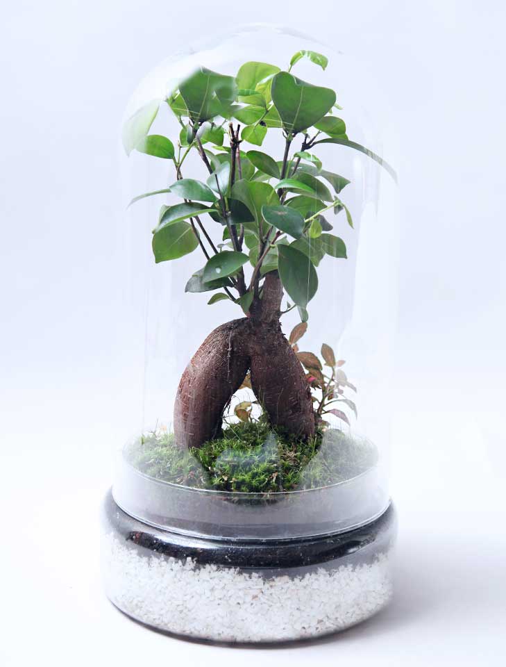 Terrario plantas Tall (37x20cm)