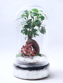 Terrario plantas Tall (37x20cm)