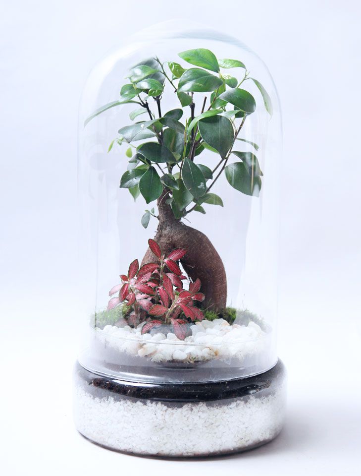 Terrario plantas Tall (37x20cm)