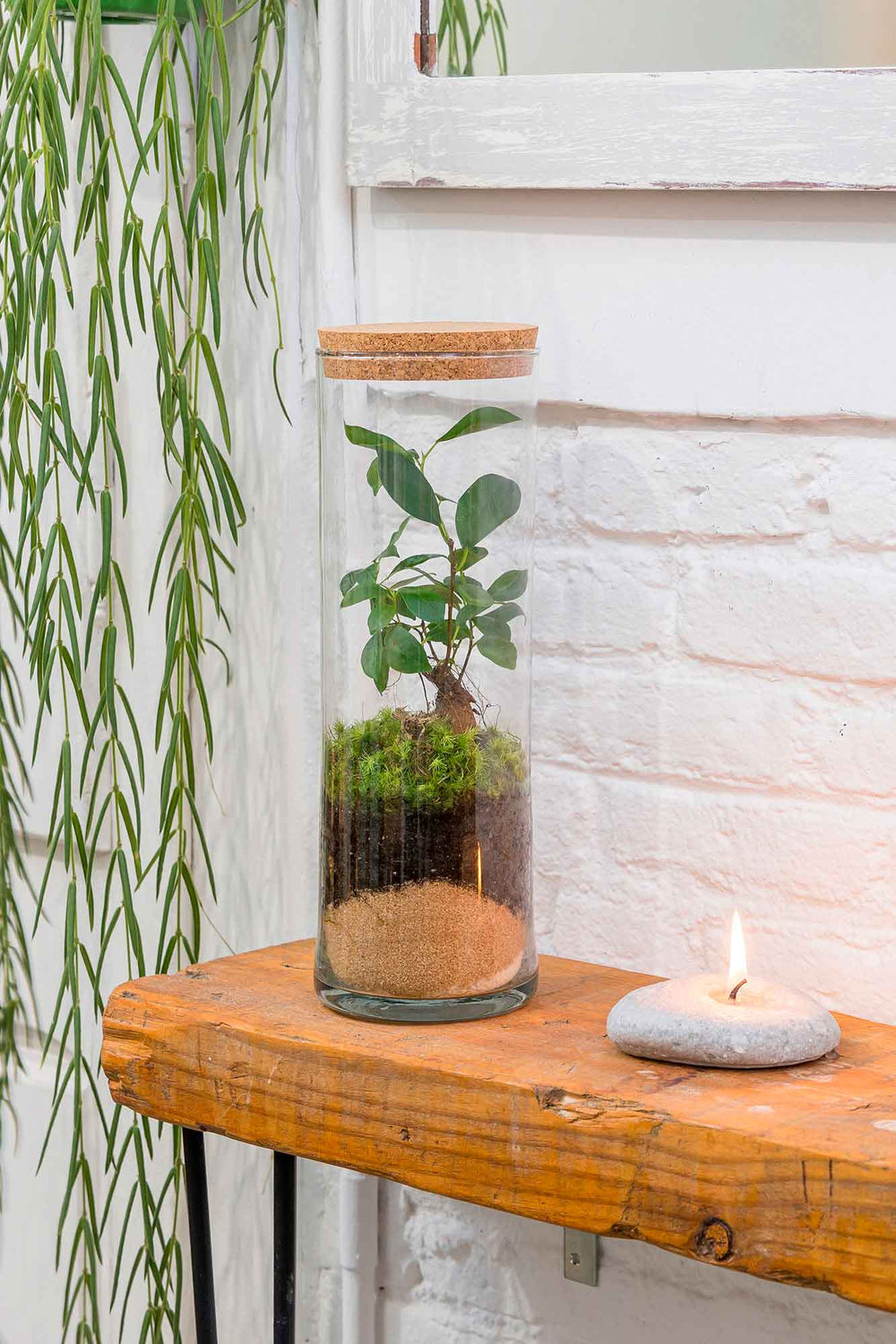 Terrario plantas Tubu (30x10cm), terrario de plantas en cristal de La Plantisserie