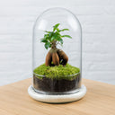 Terrario plantas Ginsengmoss (26×16cm)