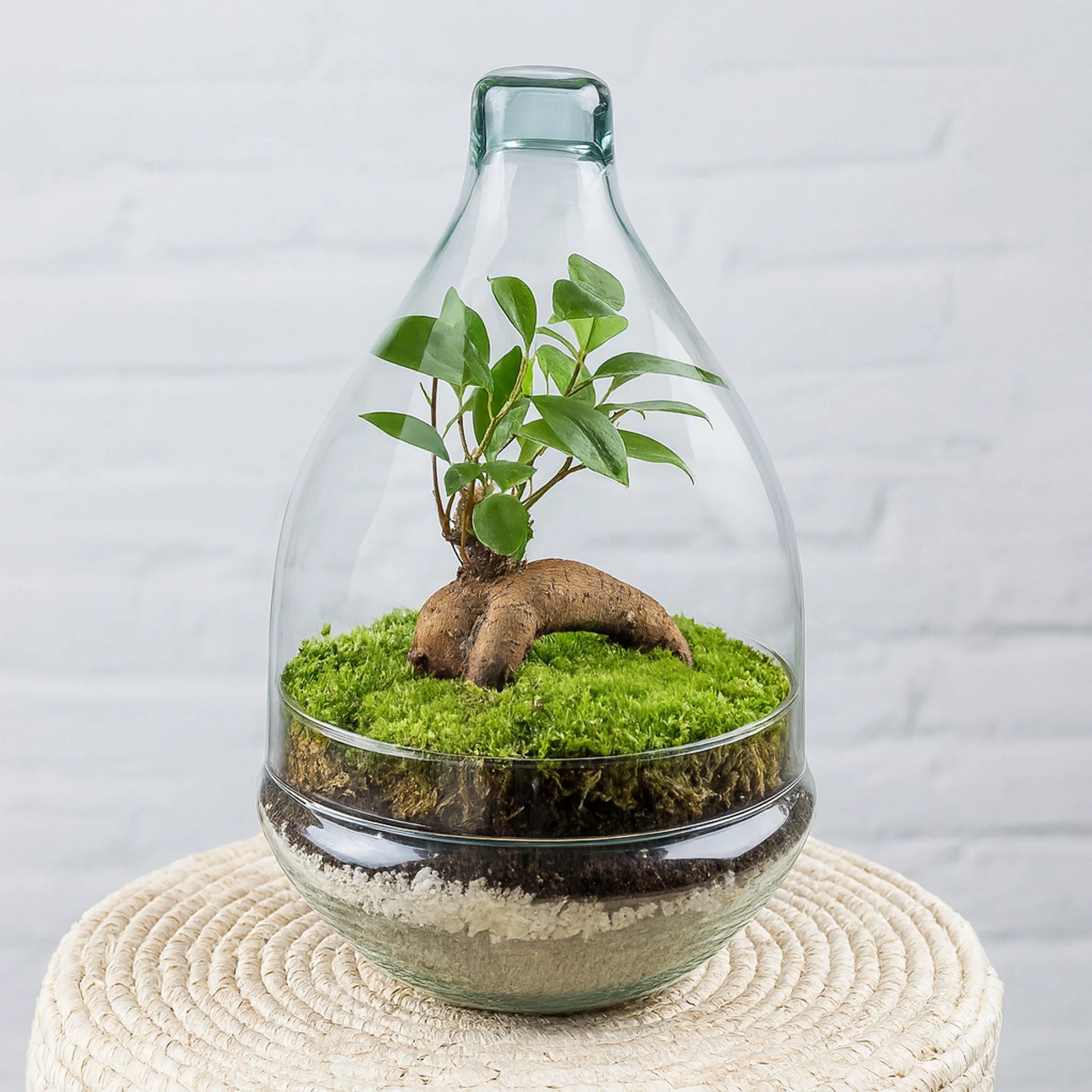 Terrario plantas Goti (30x19cm)