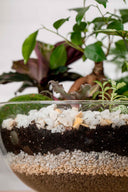 Terrario plantas Greener (28x28cm)