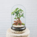 Terrario plantas Tall (37x20cm)