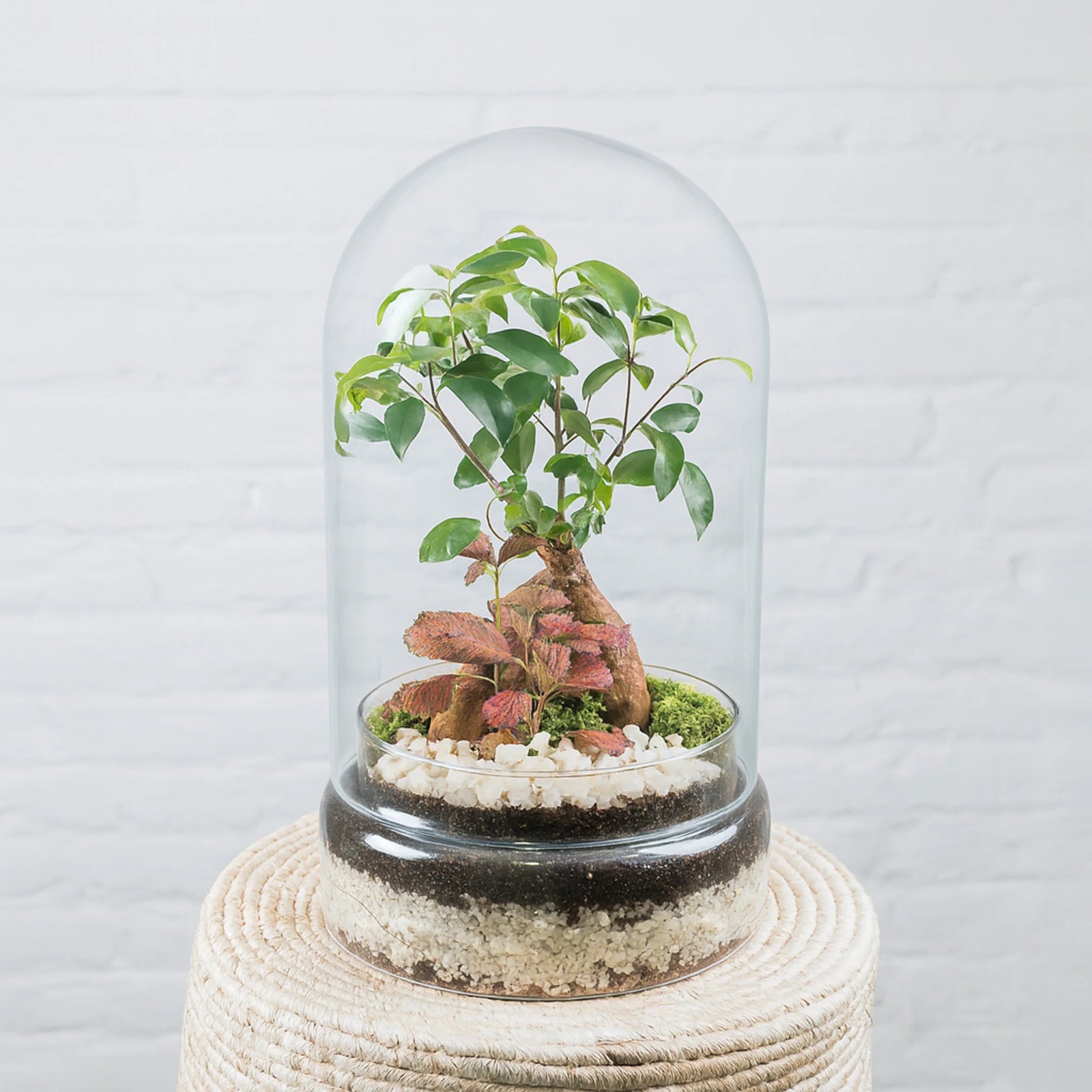 Terrario plantas Tall (37x20cm)