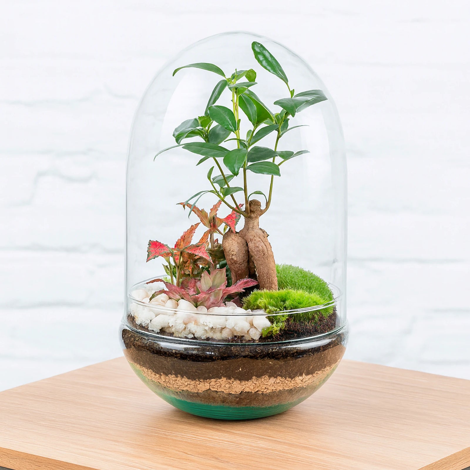 Terrario plantas Polaina (30x19cm)