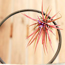Planta de Aire | Tillandsia Ionantha Red