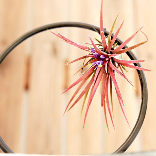 Planta de Aire | Tillandsia Ionantha Red
