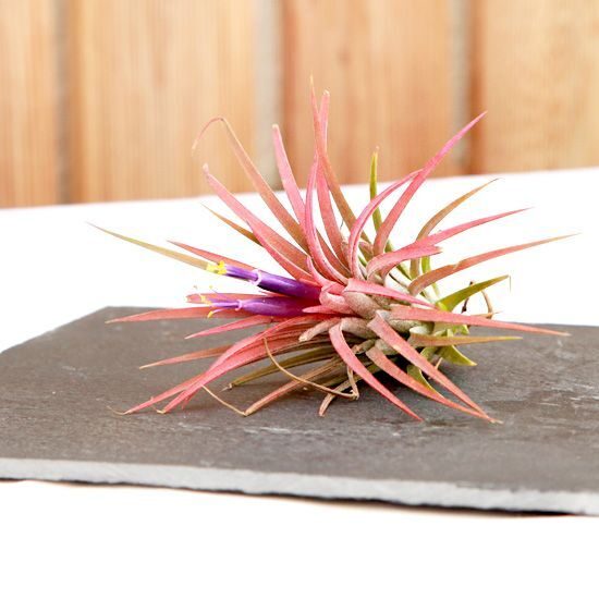 Detalle de la Tillandsia Ionantha con sus tonos rojizos