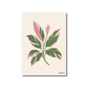 Lámina ilustrada de Stromanthe Triostar, impresión botánica en papel mate 200g · La Plantisserie