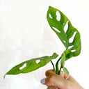 Tarjeta Regalo La Plantisserie