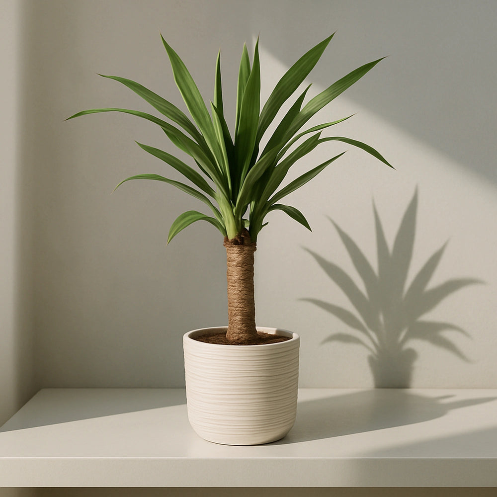 Yucca - La Plantisserie