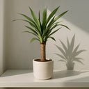 Yucca - La Plantisserie