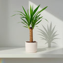 Yucca - La Plantisserie
