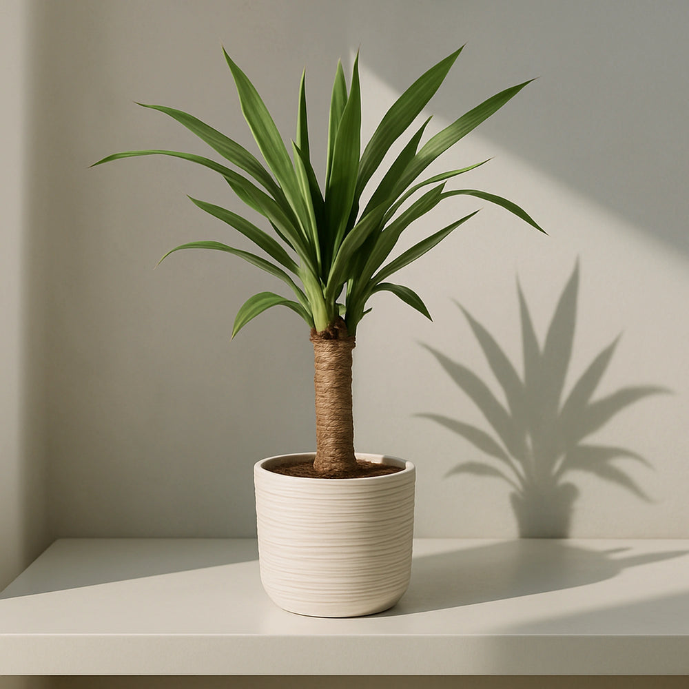 Detalle de las hojas alargadas y puntiagudas de la Yucca