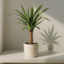 Yucca