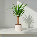 Yucca