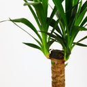 Yucca