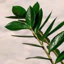 Zamioculca